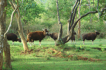Idukki Wildlife sanctuary